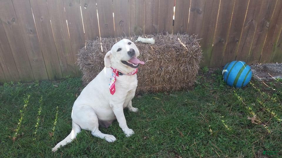 Labrador Retriever dogs Labrador Retriever 7 - Ad 19