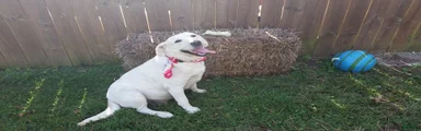 Labrador Retriever 7
