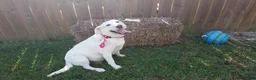 Labrador Retriever dogs for sale: Labrador Retriever 7 - Ad 1