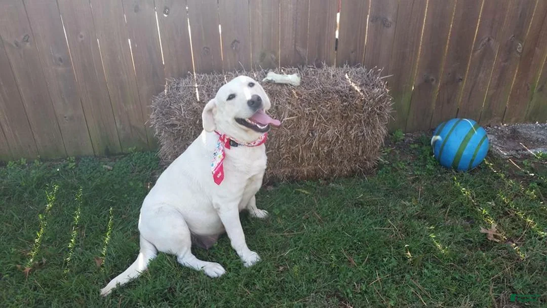 Labrador Retriever dogs for sale: Labrador Retriever 7 - Ad 1