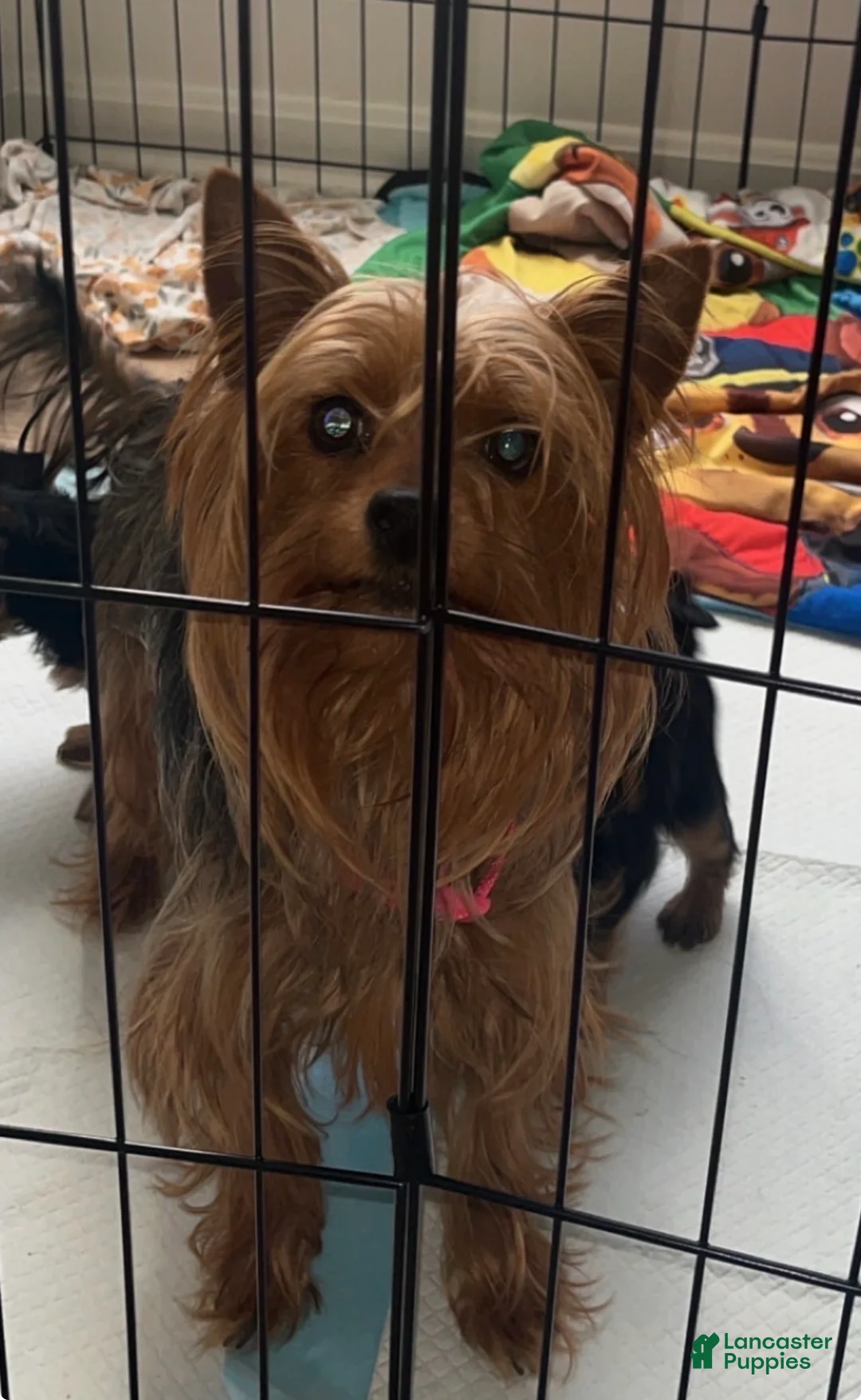 Yorkshire Terrier dogs for sale: Yorkshire Terrier Puppy 2 - Ad 2