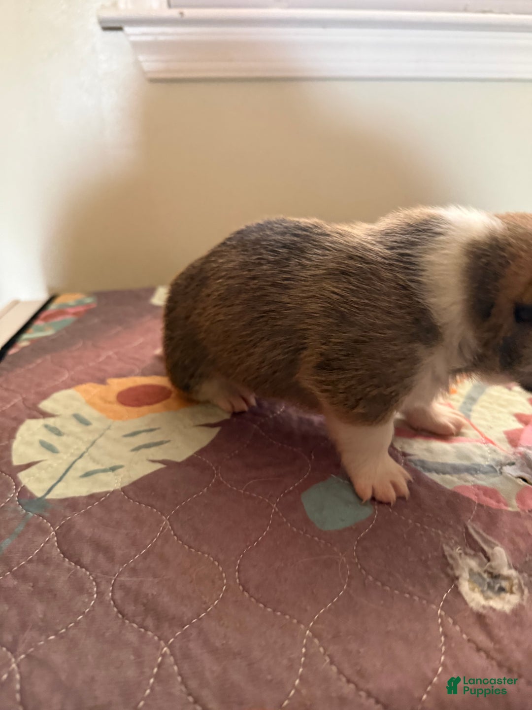 Welsh Corgi Pembroke dogs for sale: Nala - Ad 4