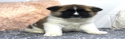 Akita dogs for sale: Dolley - Ad 22