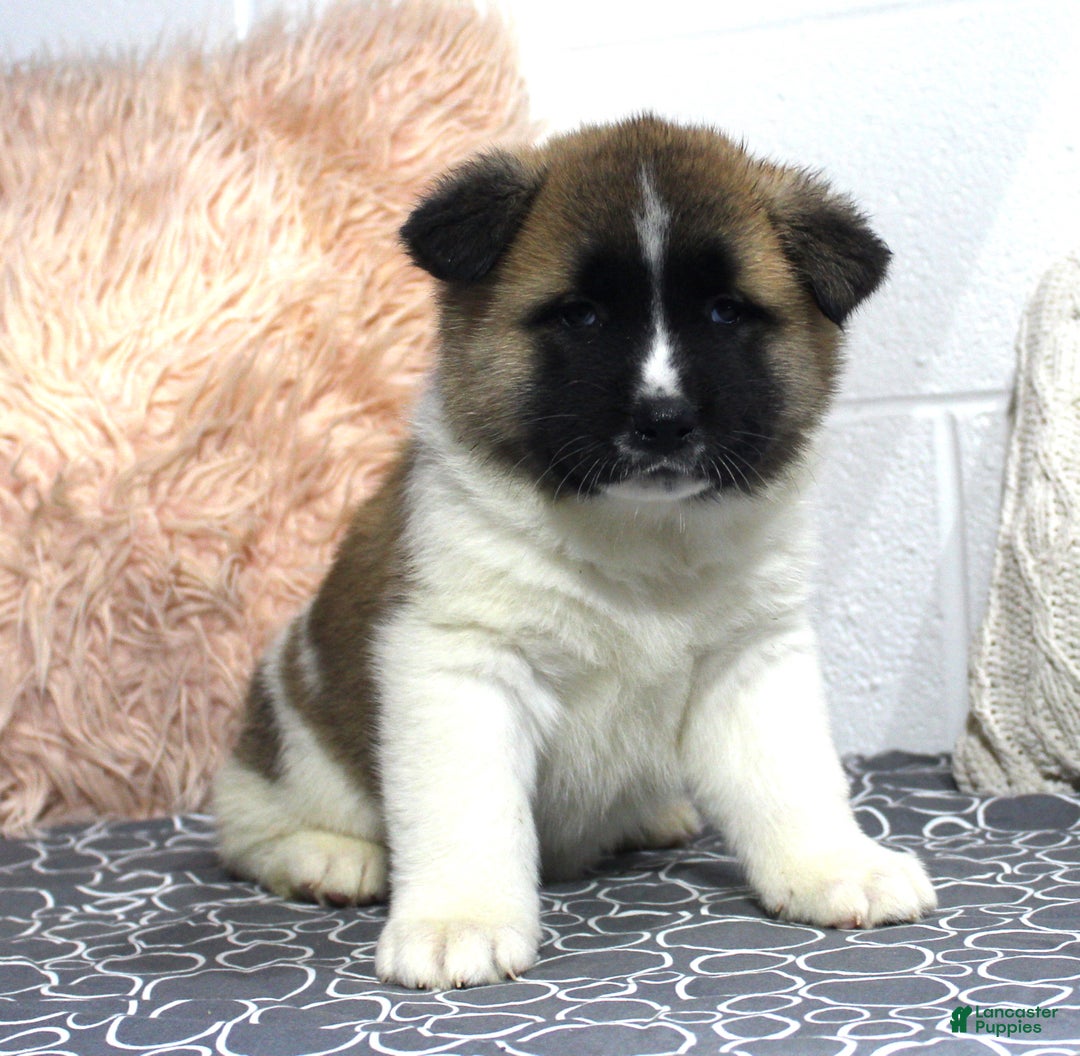 Akita dogs for sale: Dolley - Ad 22