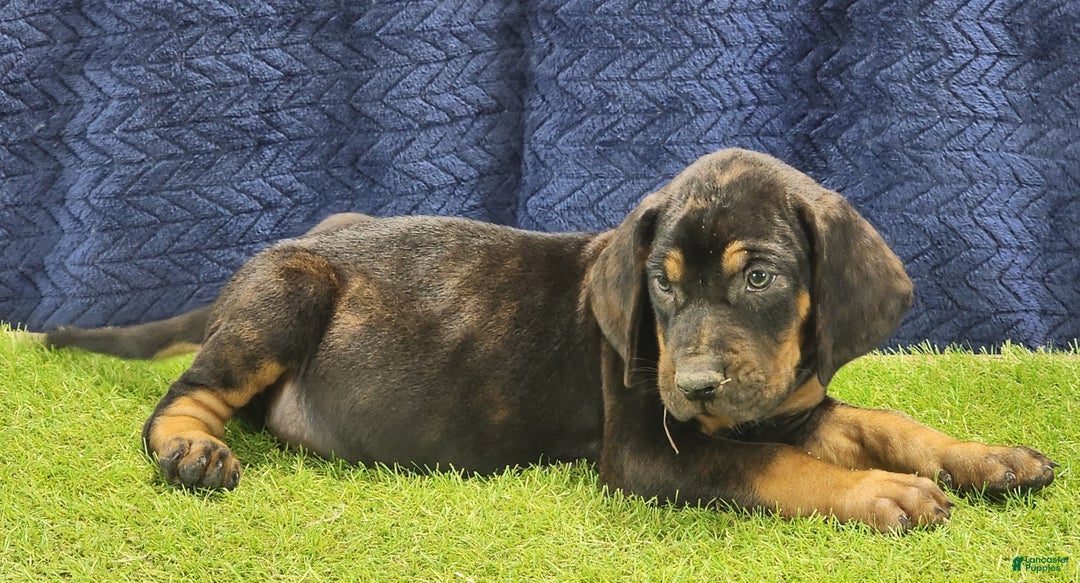 Mixed Breed dogs for sale: 2025 Bloodahoula Male 1 "Curly" - Ad 12