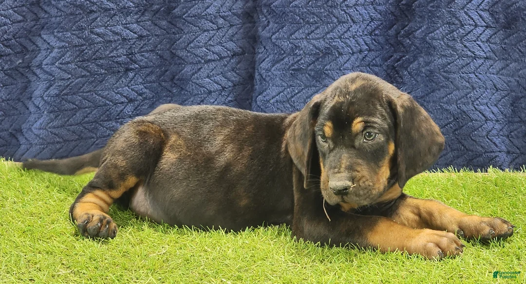 Mixed Breed dogs for sale: 2025 Bloodahoula Male 1 "Curly" - Ad 12