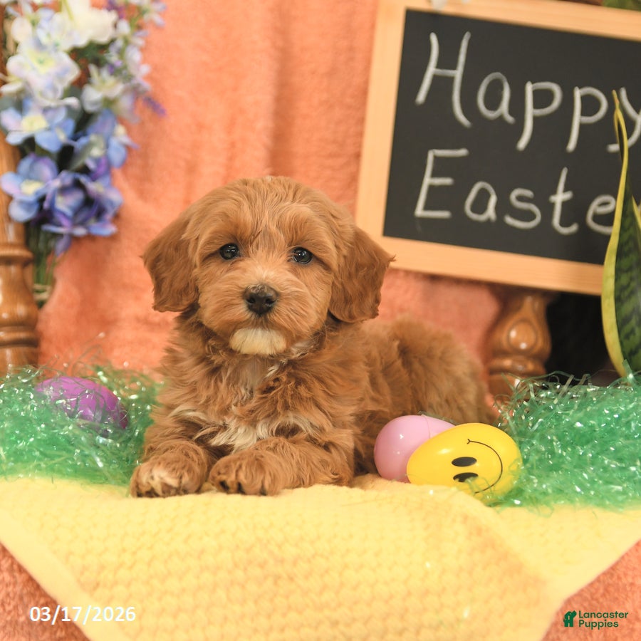 Mini Goldendoodle dogs Shirley - Ad 2