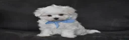 Maltese dogs for sale: Aiden - Ad 4
