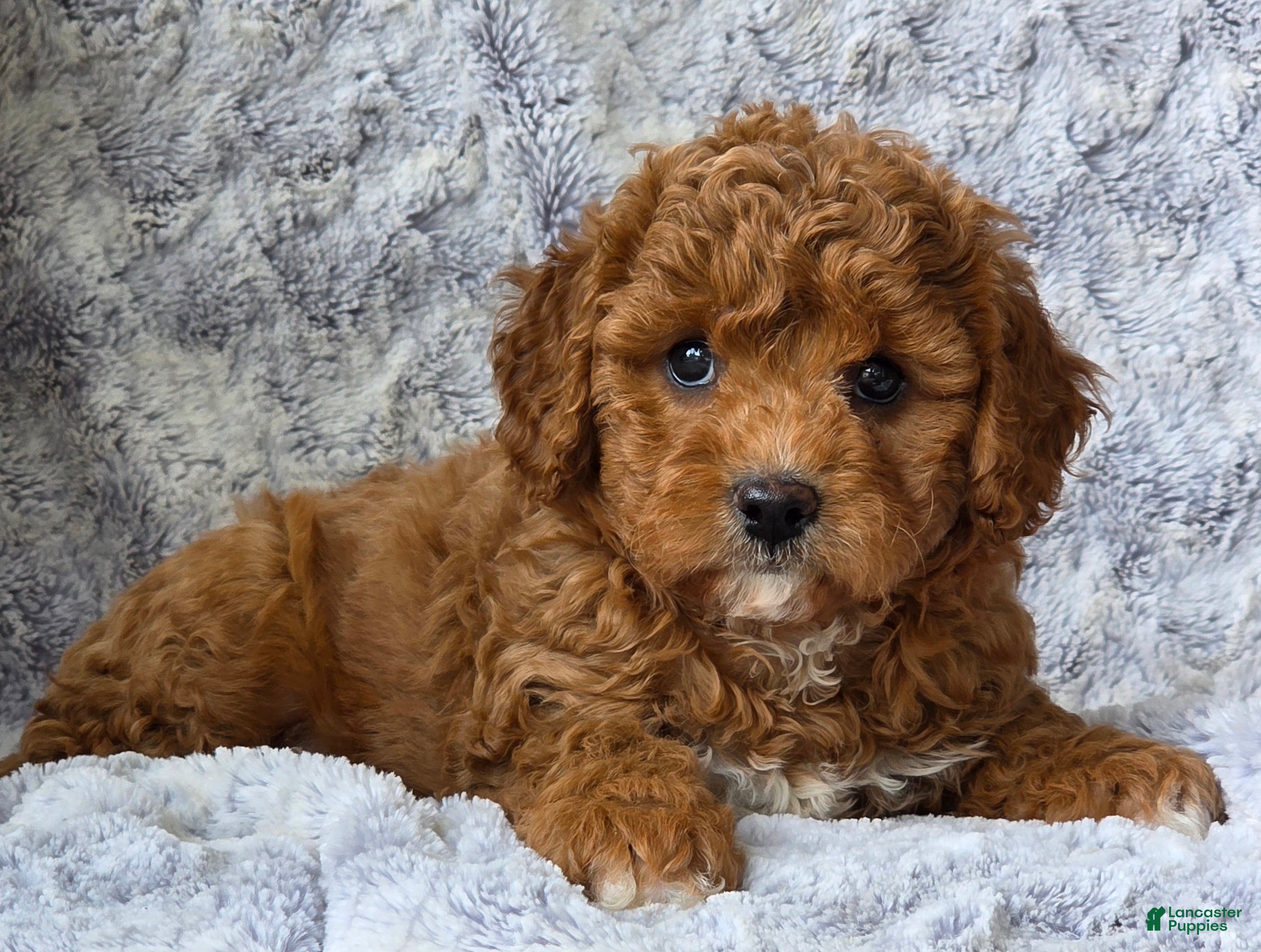 Cavapoo dogs Summer  - Ad 2