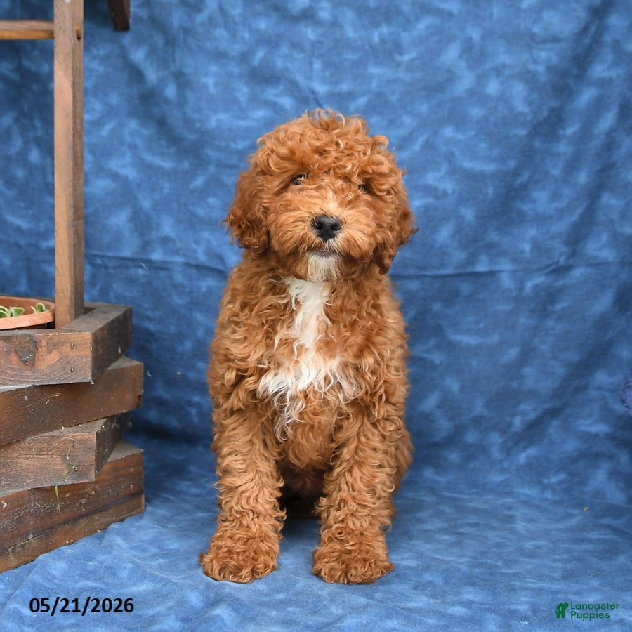 Mini Goldendoodle dogs Bingo - Ad 1