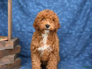 Mini Goldendoodle dogs for sale: Bingo - Ad 3