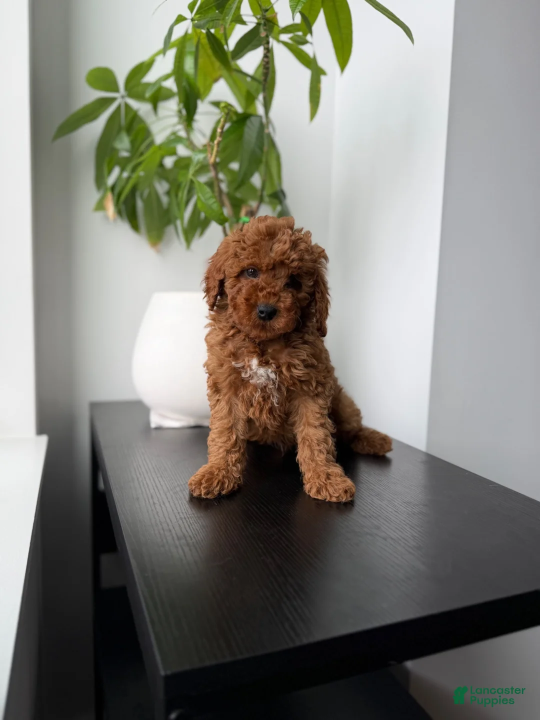 Miniature Poodle dogs for sale: Yogi - Ad 1
