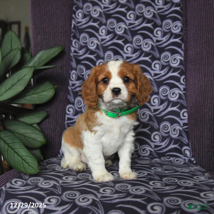 Cavalier King Charles Spaniel dogs Bobby - Ad 32