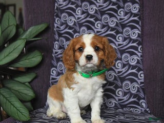 Cavalier King Charles Spaniel dogs Bobby - Ad 32