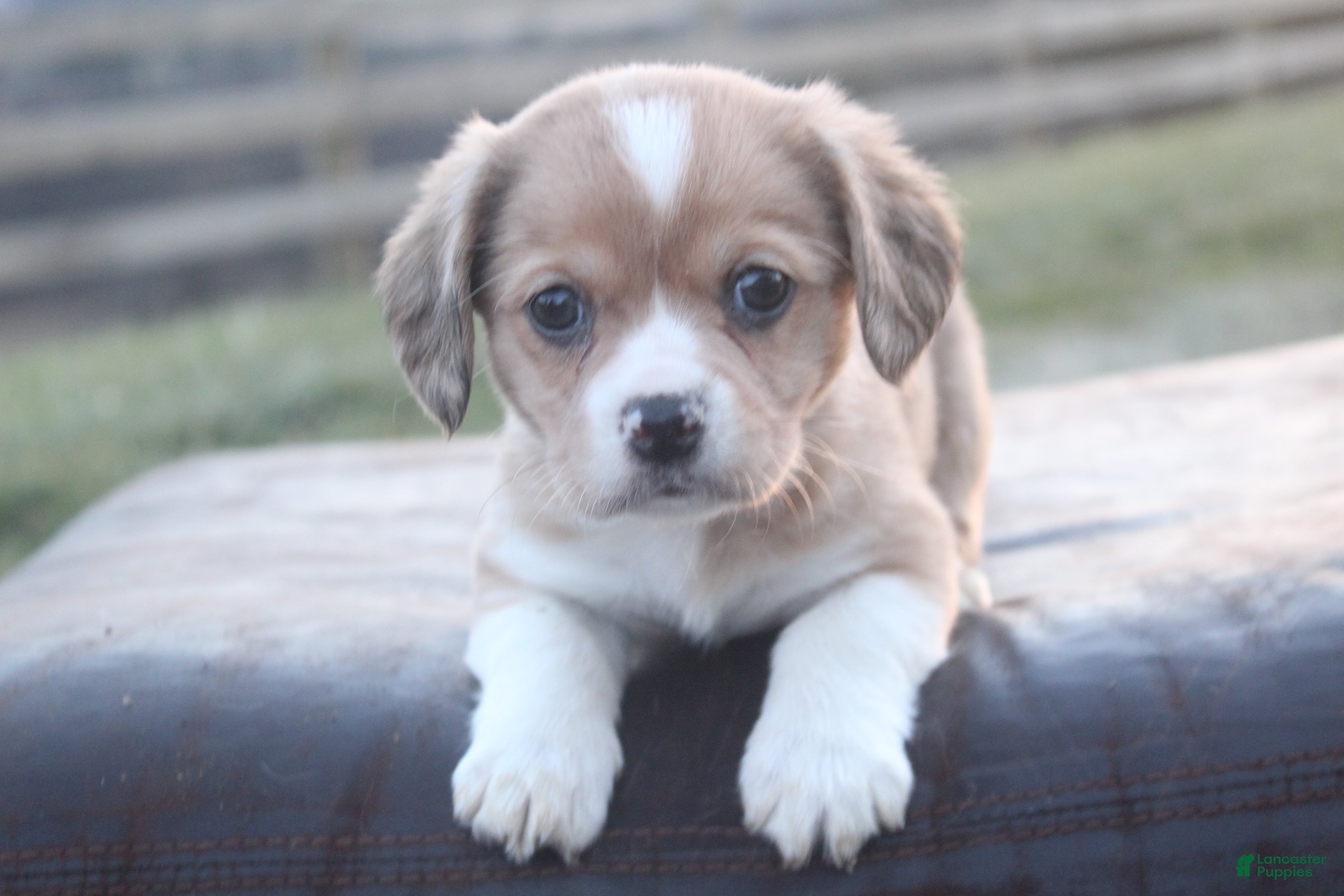 Mixed Breed dogs Layna - Ad 14