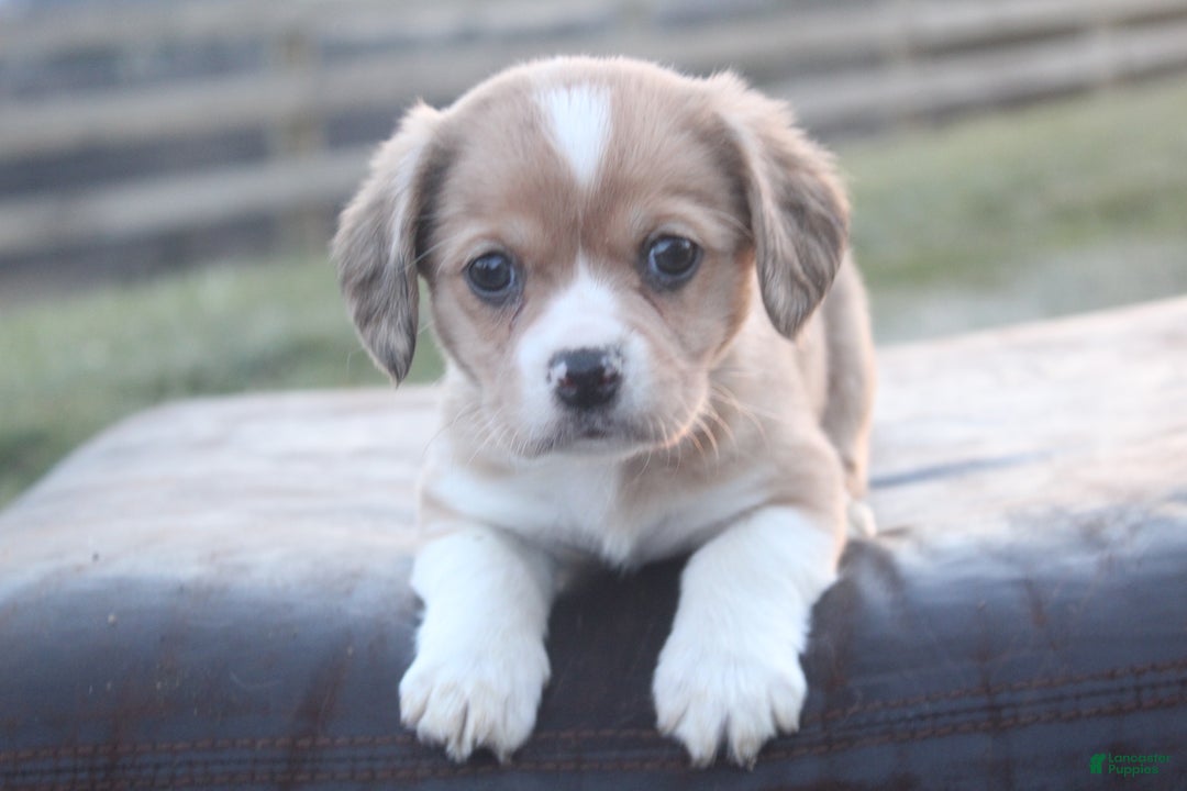 Mixed Breed dogs for sale: Layna - Ad 1