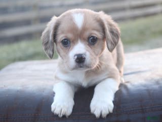 Mixed Breed dogs Layna - Ad 5