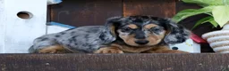 Miniature Dachshund dogs for sale: Chase - Ad 3
