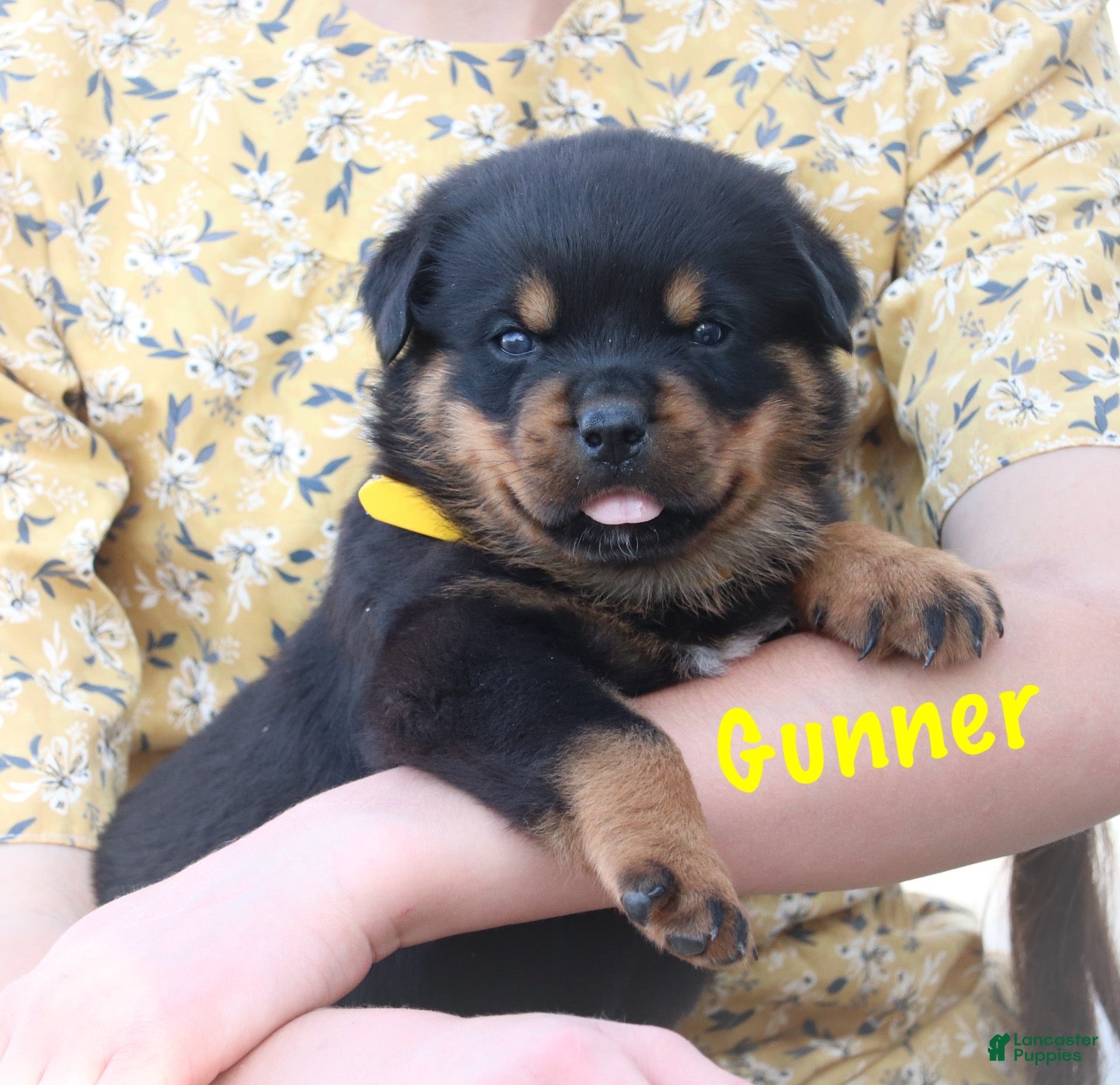 Rottweiler dogs Gunner - Ad 1