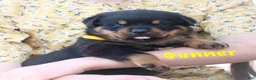 Rottweiler dogs for sale: Gunner - Ad 1