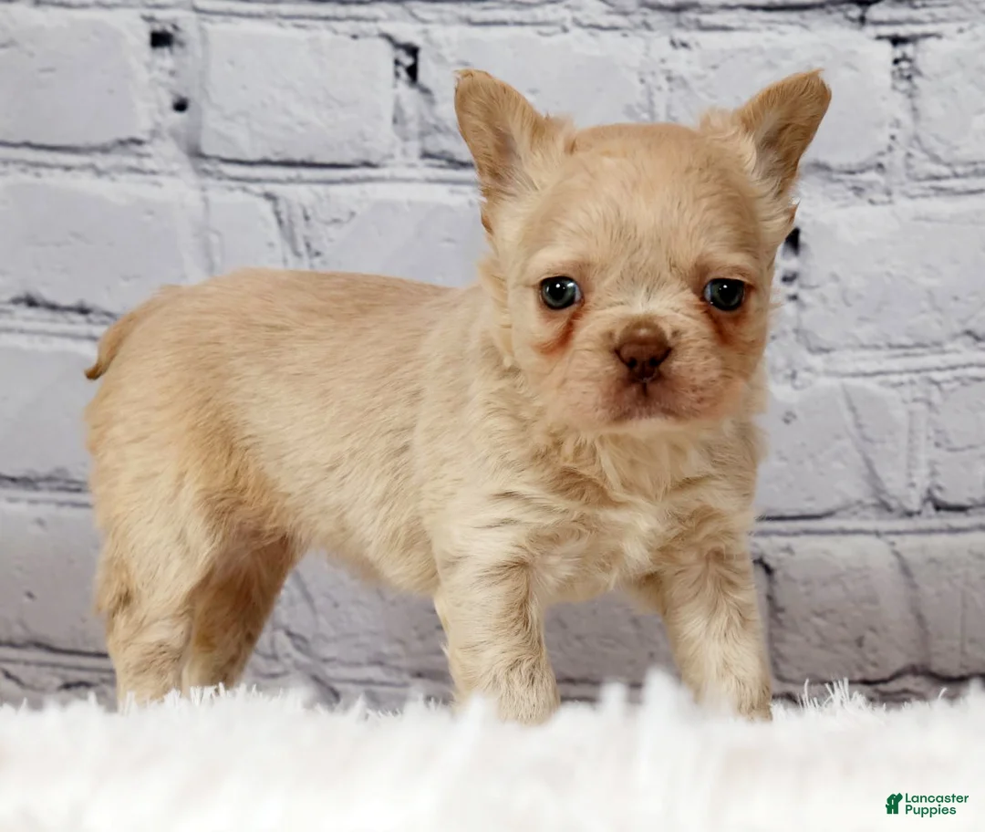 French Bulldog dogs for sale: Gracie - Ad 1