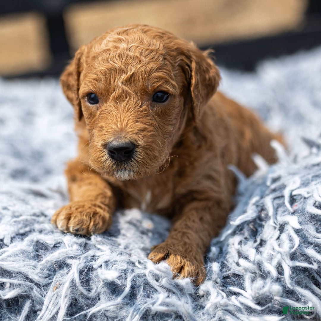 Standard Poodle dogs for sale: Ronnie - Ad 19