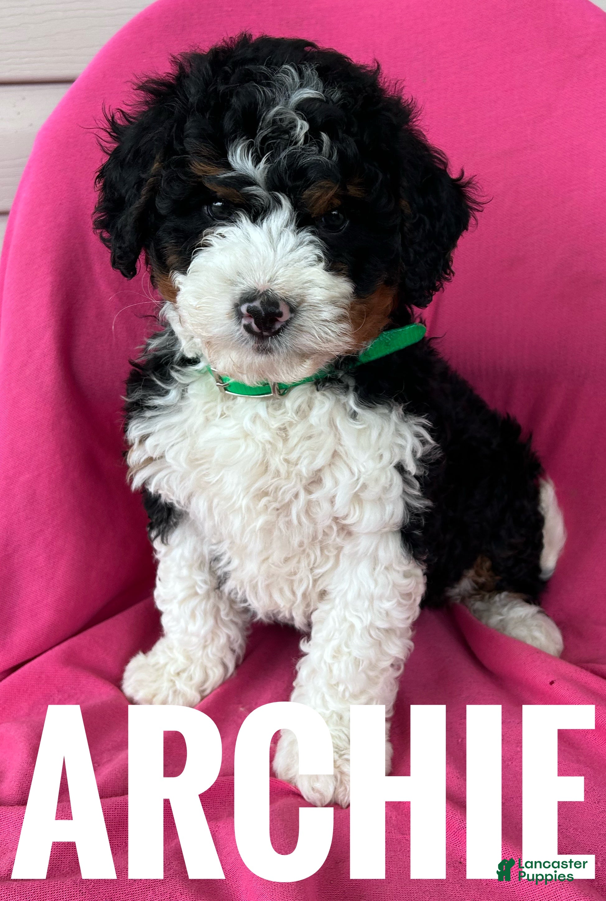 Mini Bernedoodle dogs ARCHIE - Ad 2