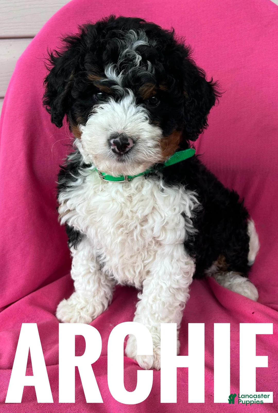 Mini Bernedoodle dogs for sale: ARCHIE - Ad 2