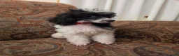 Miniature Poodle dogs for sale: Tamarack  - Ad 5