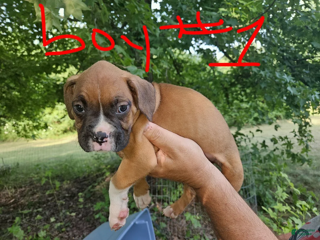 Boxer dogs for sale: Boxer 1 - Ad 2