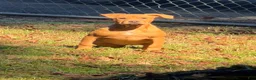 American Bully dogs for sale: American Bully 3 - Ad 1