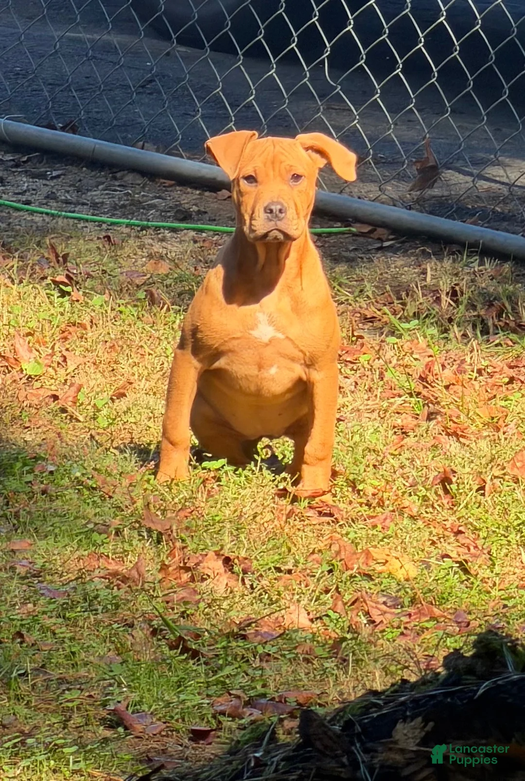 American Bully dogs for sale: American Bully 3 - Ad 1