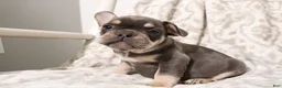 French Bulldog dogs for sale: Lucky - Ad 1
