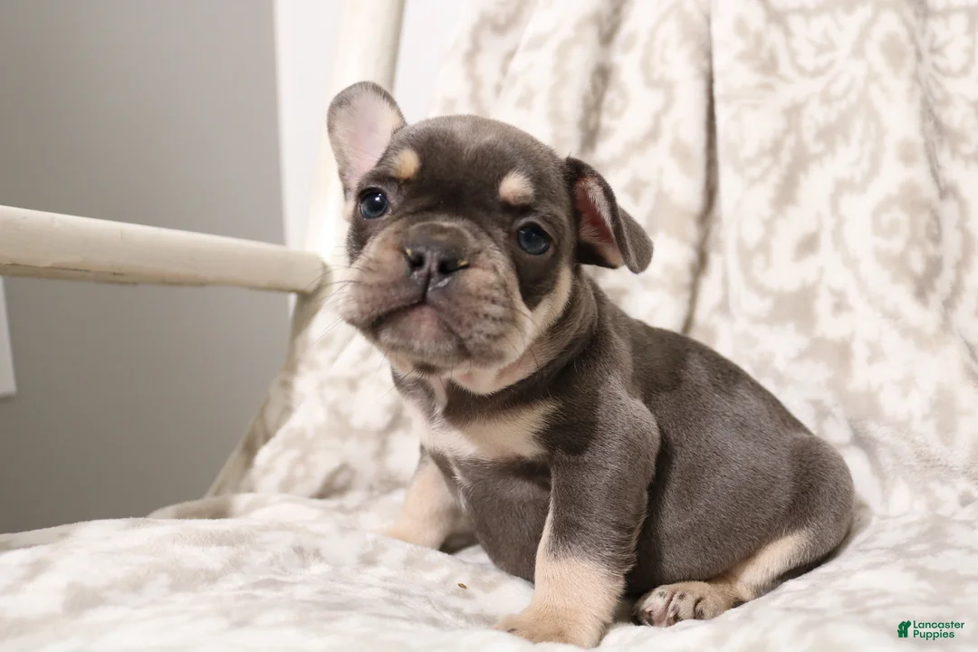 French Bulldog dogs for sale: Lucky - Ad 1