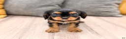 Cavalier King Charles Spaniel dogs for sale: Maya - Ad 1