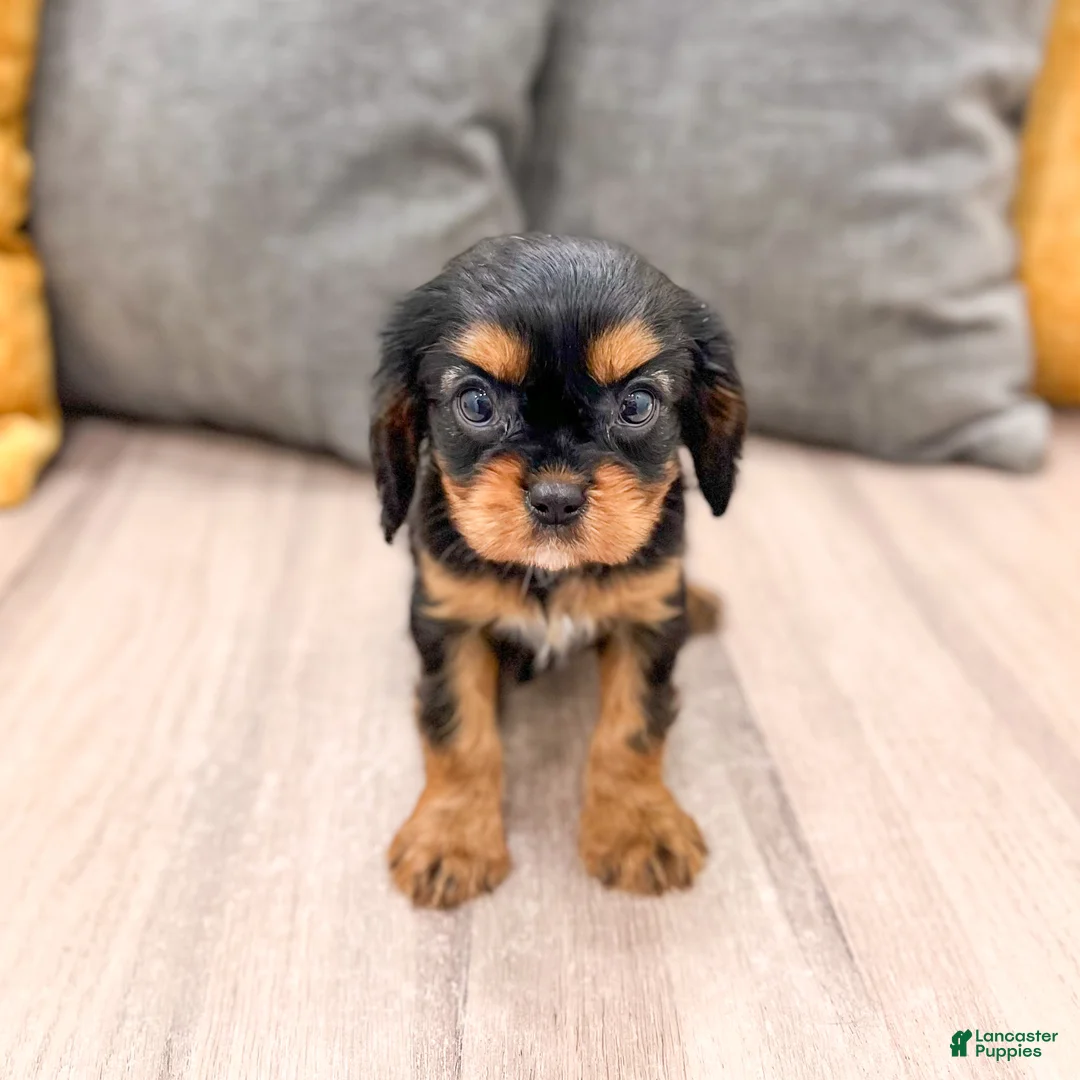 Cavalier King Charles Spaniel dogs for sale: Maya - Ad 1