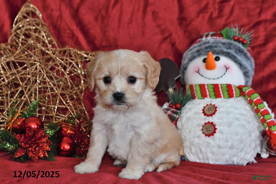 Cavachon dogs for sale: Anika Faith - Ad 5