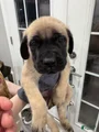 English Mastiff Puppy 7