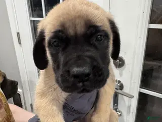 English Mastiff dogs English Mastiff Puppy 7 - Ad 17