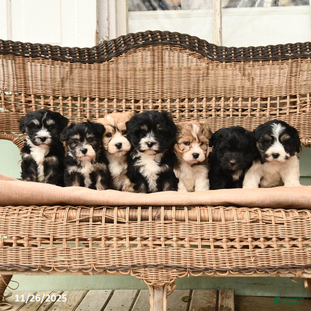 Havanese dogs for sale: Chex - Ad 3