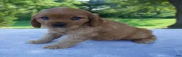 Mixed Breed dogs for sale: Romeo - Ad 3