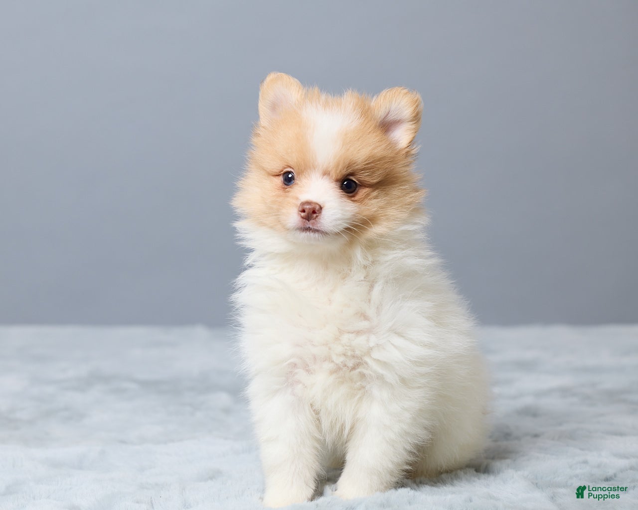 Pomeranian dogs Tammy - Ad 2