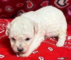Bichon Frise dogs Deesha - Ad 10