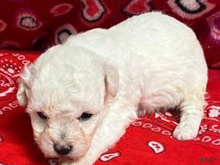 Bichon Frise dogs Deesha - Ad 37