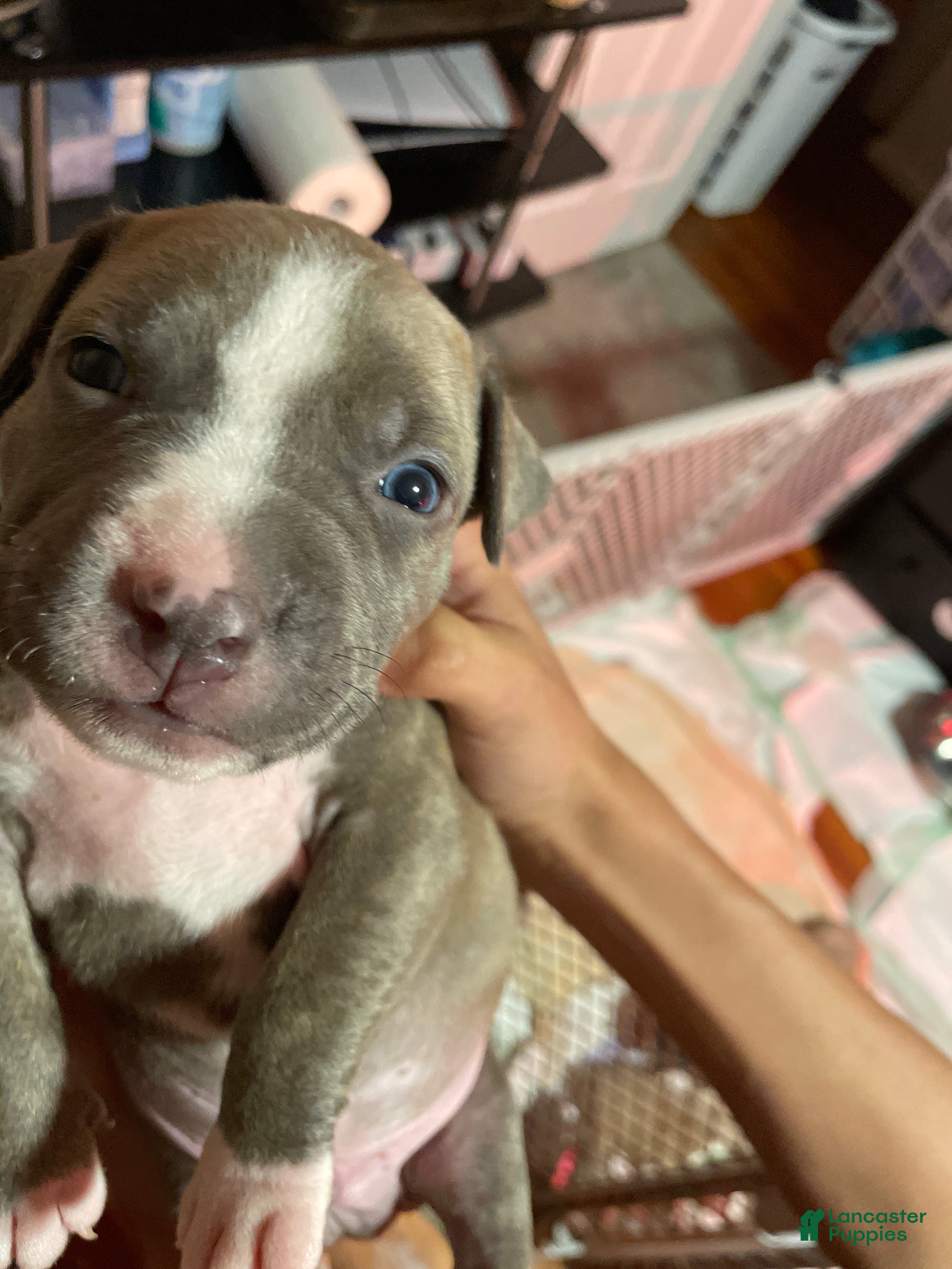 American Bully dogs for sale: Dopey - Ad 4