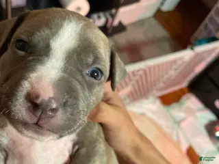 American Bully dogs for sale: Dopey - Ad 4