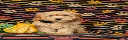 Cockapoo dogs for sale: Bryant 9 lbs Full Grown - Ad 6