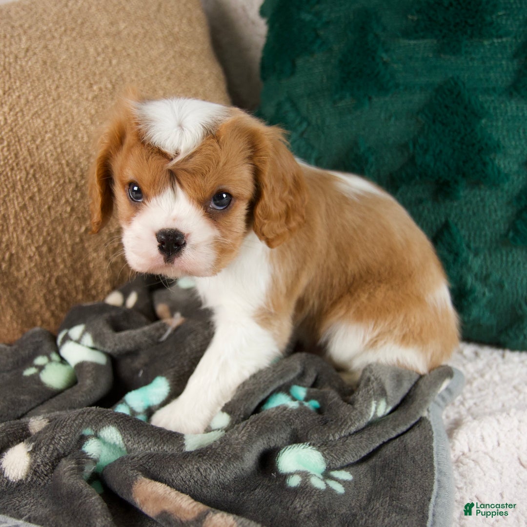 Cavalier King Charles Spaniel dogs for sale: Archie - Ad 5