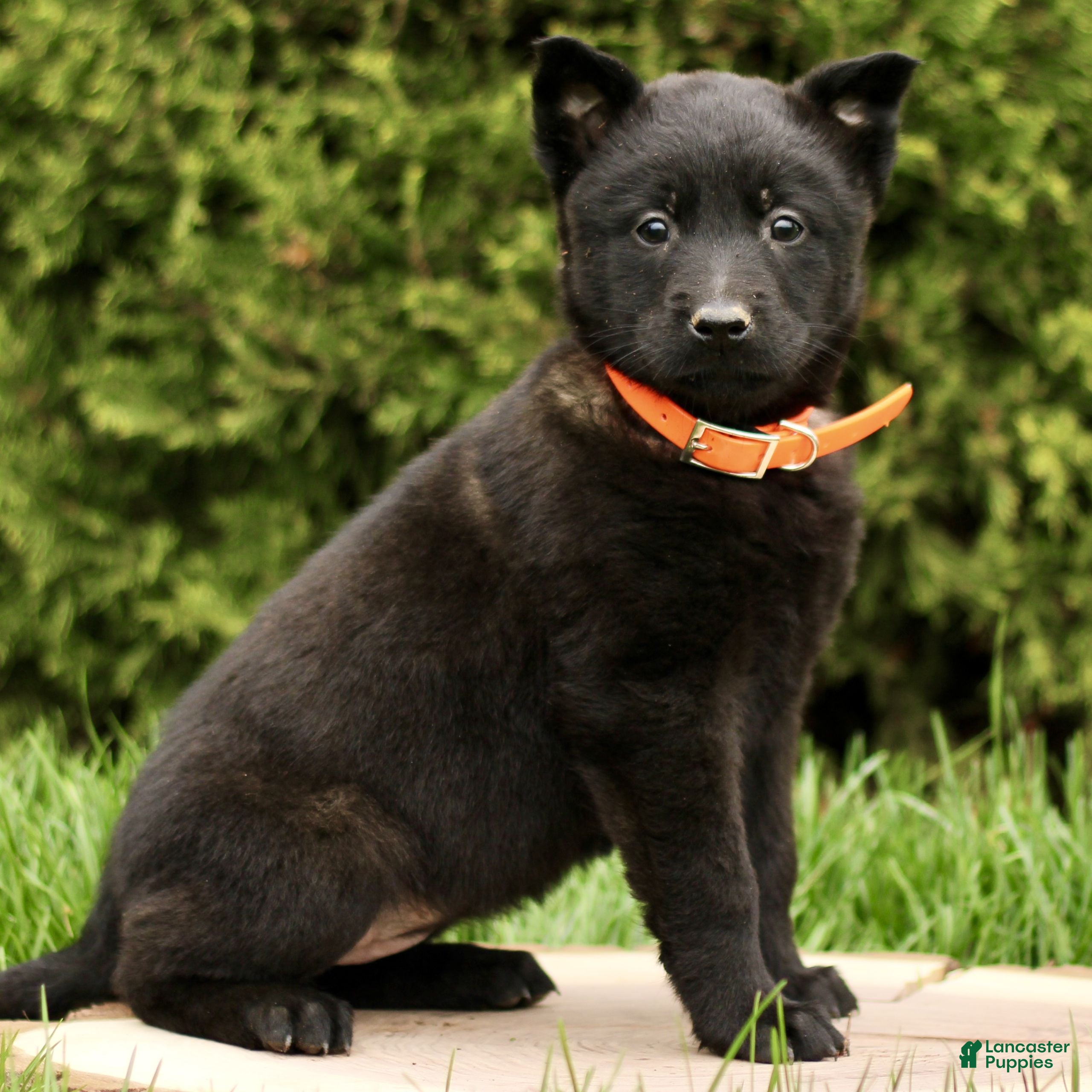 Belgian Malinois dogs Sarina  - Ad 2