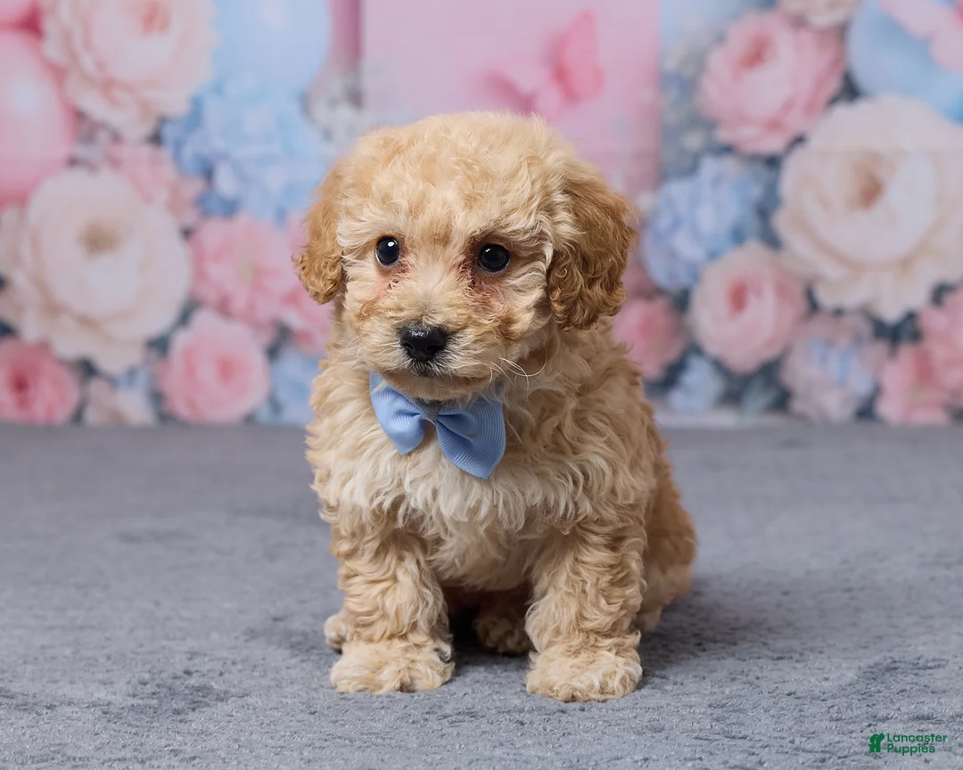 Bichpoo dogs for sale: Toronto - Ad 1